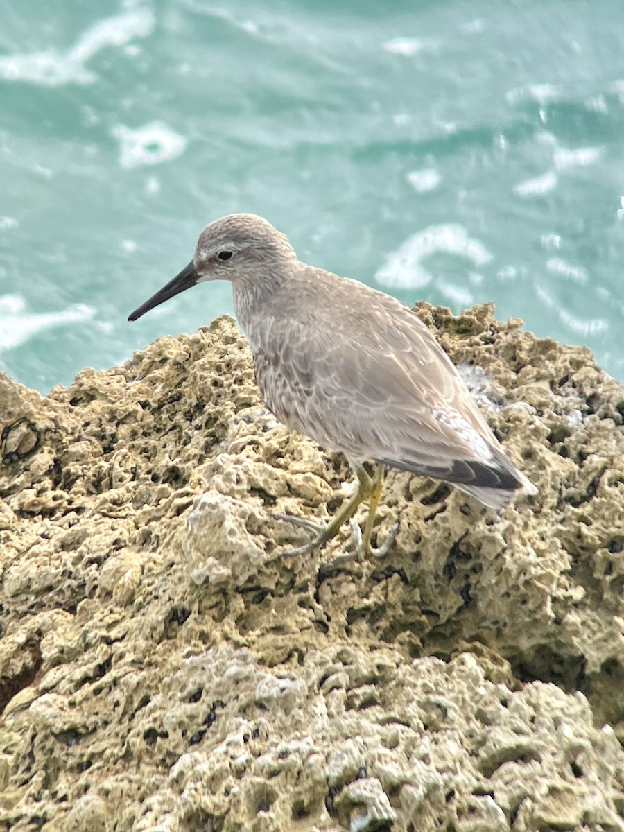 Red Knot - ML613042340