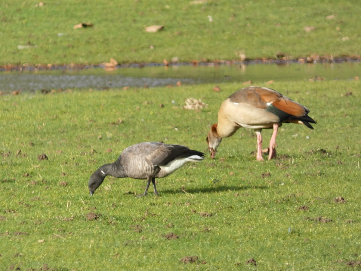 Brant (Dark-bellied) - ML613042343