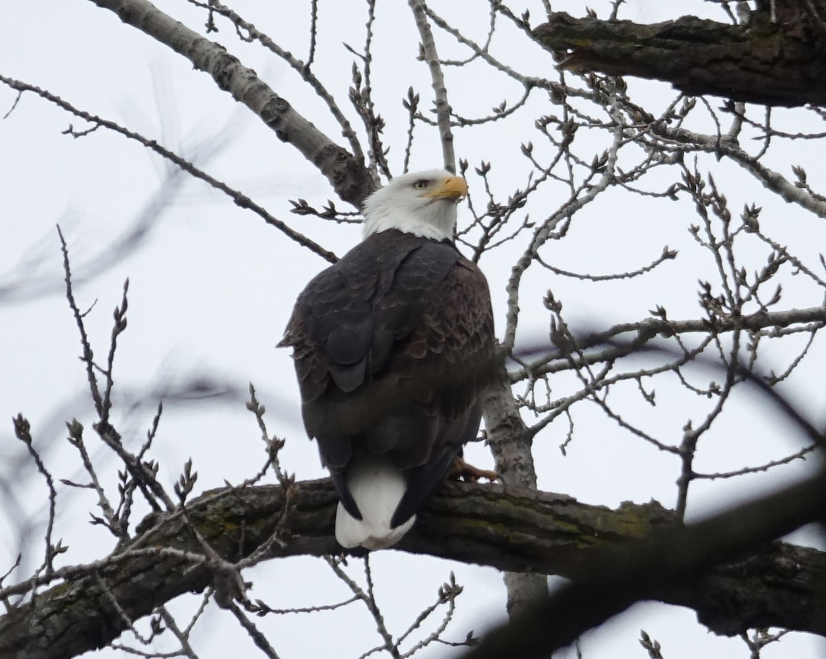 Bald Eagle - ML613042381