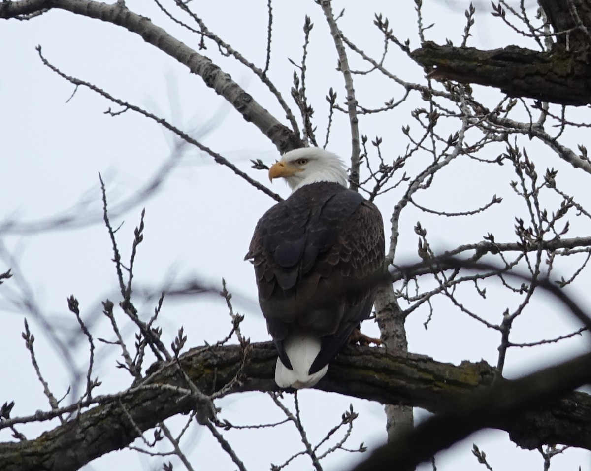 Bald Eagle - ML613042382