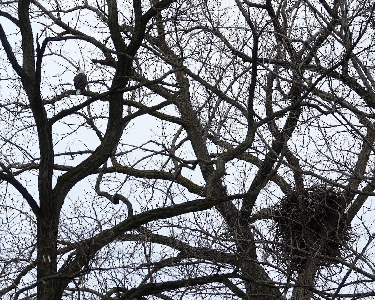 Bald Eagle - ML613042383