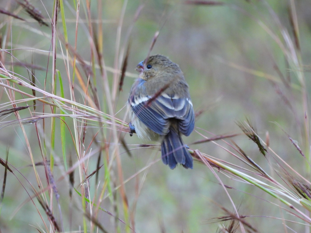 Morelet's Seedeater - Bosco Greenhead