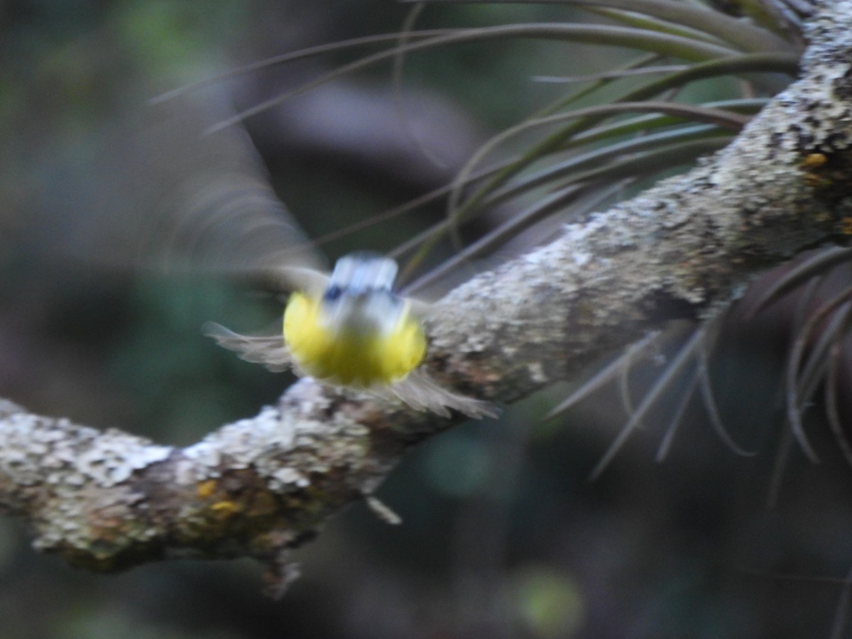 Boat-billed Flycatcher - Bosco Greenhead