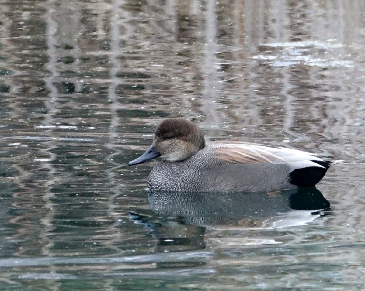 Gadwall - ML613042436