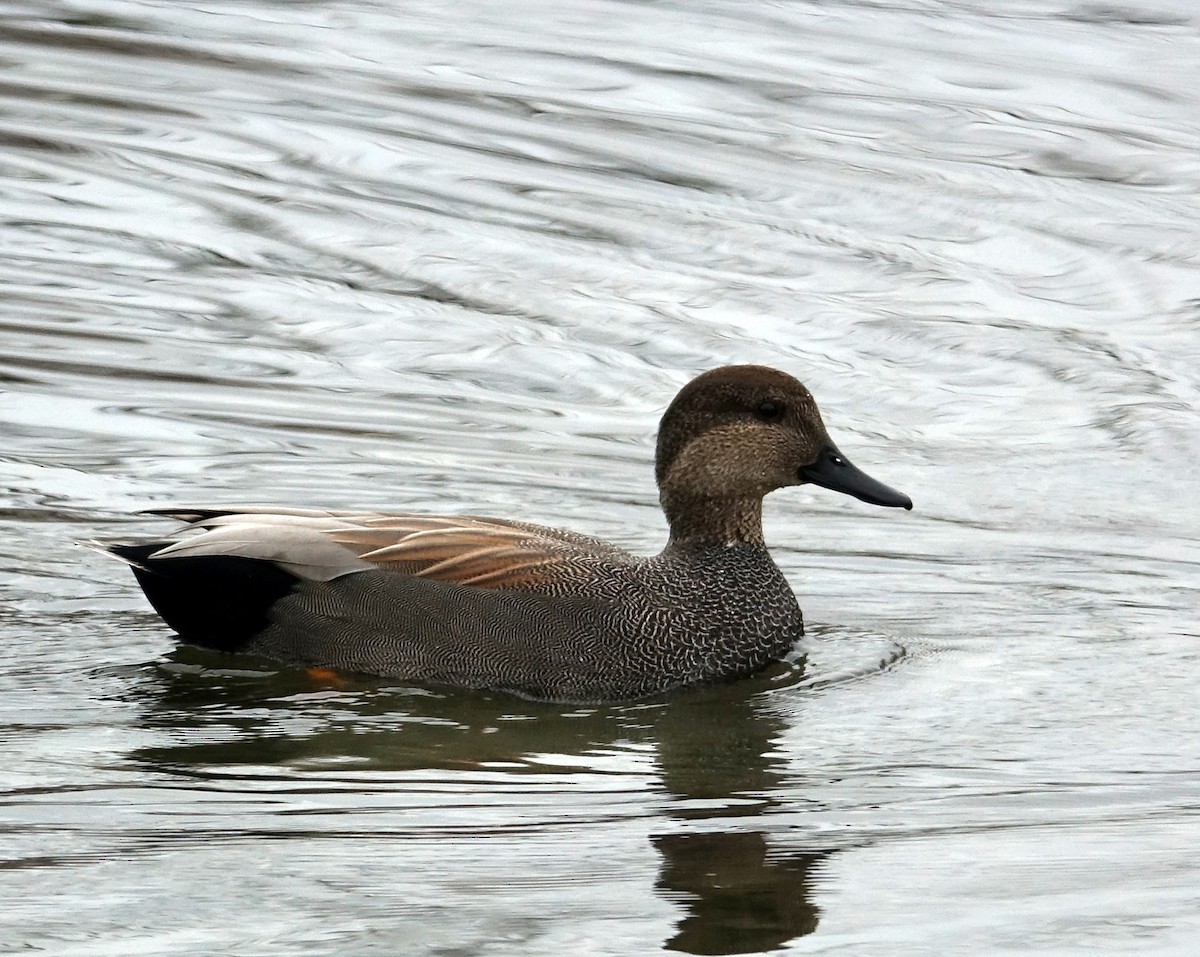 Canard chipeau - ML613042437