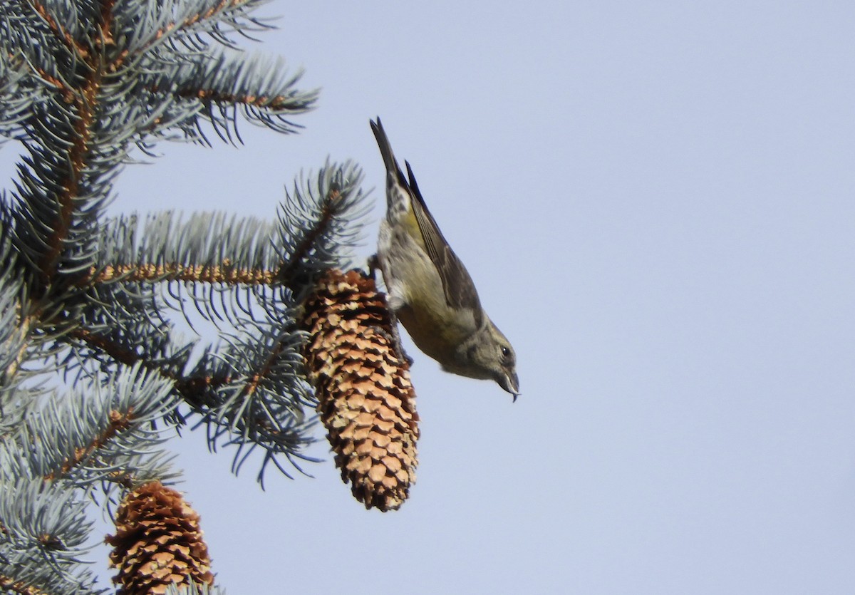 Red Crossbill - Sue Plankis