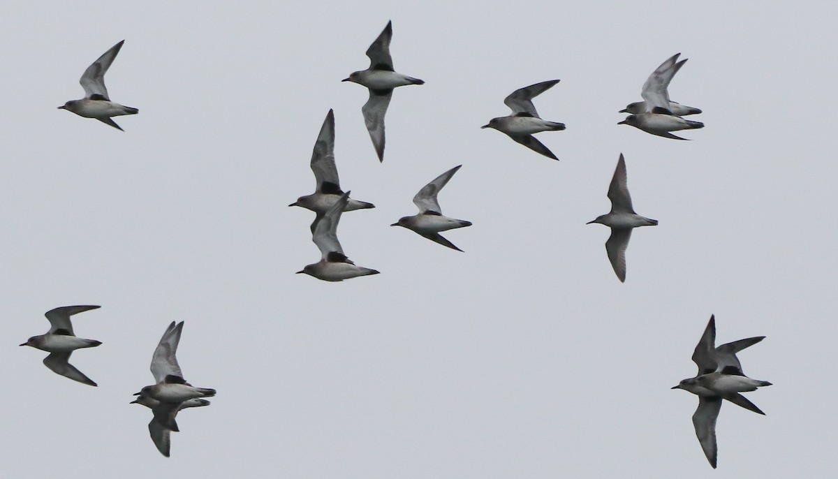 Red Knot - ML613042497