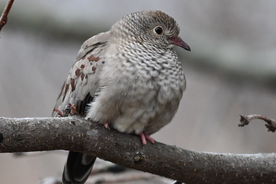 Common Ground Dove - ML613042525