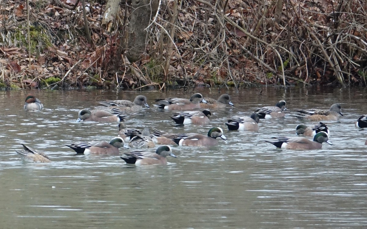 American Wigeon - ML613042538