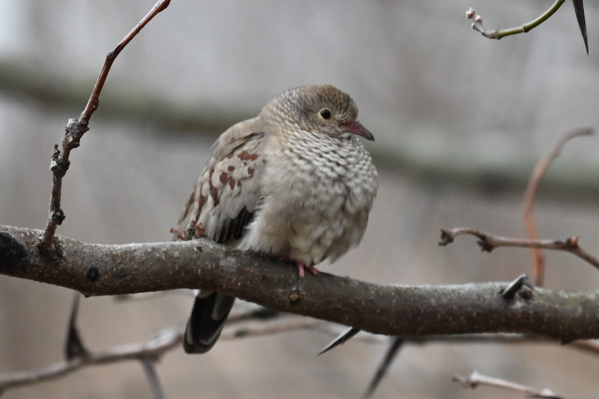 Common Ground Dove - ML613042540