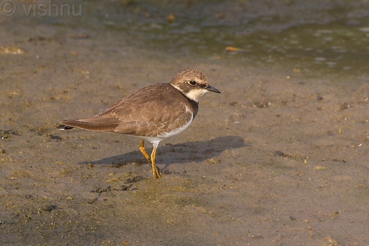 Little Ringed Plover - ML613042547