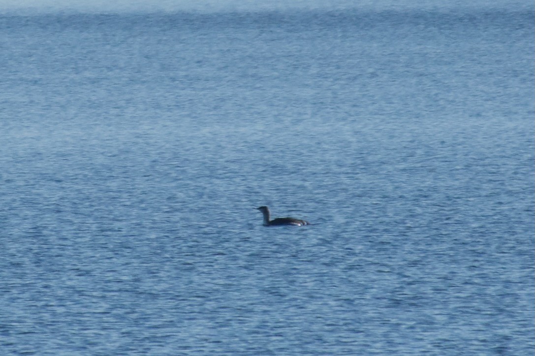 Red-throated Loon - ML613042574