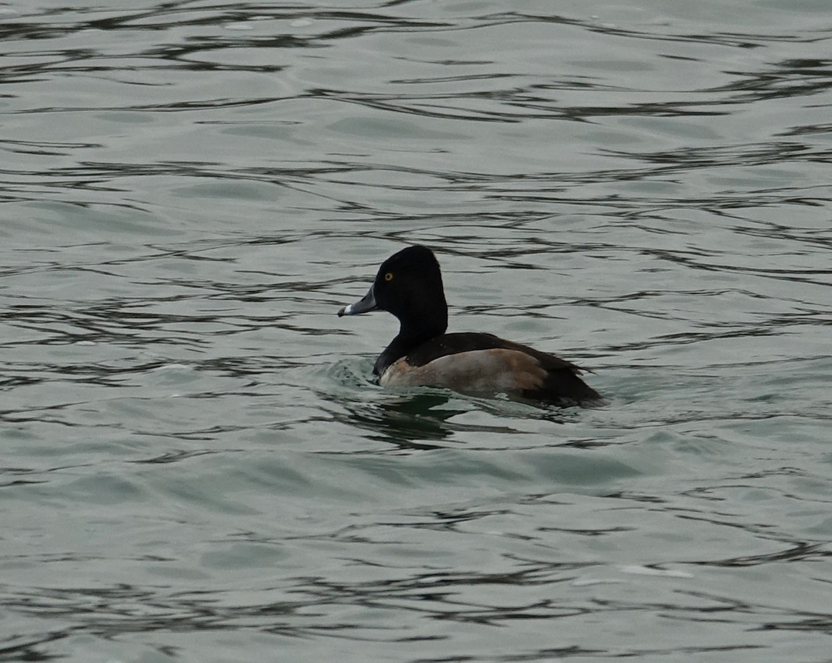 Ring-necked Duck - ML613042623