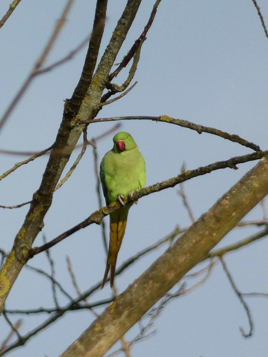 Rose-ringed Parakeet - ML613042644