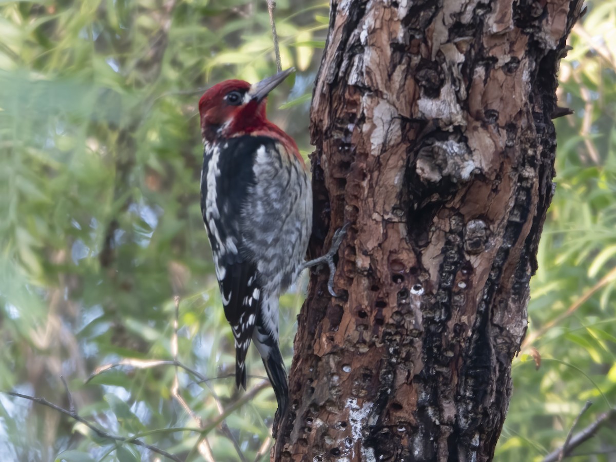 Red-breasted Sapsucker - ML613042652