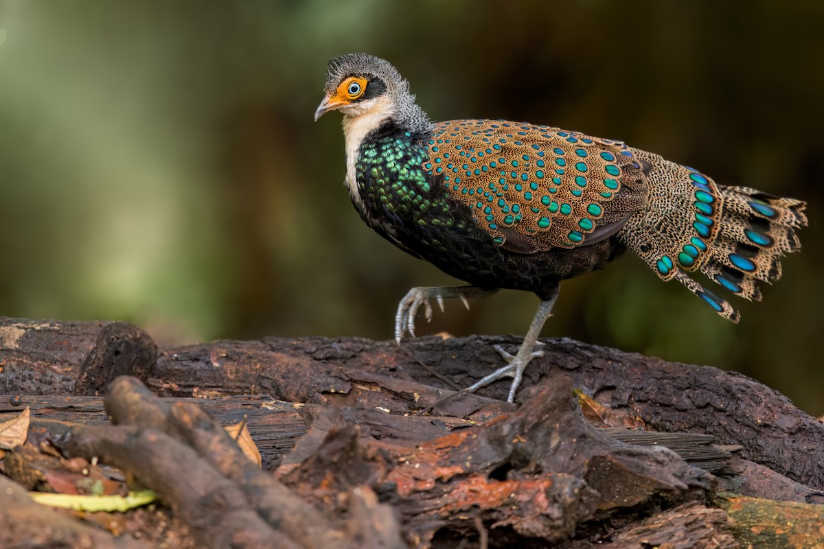 Bornean Peacock-Pheasant - Dubi Shapiro