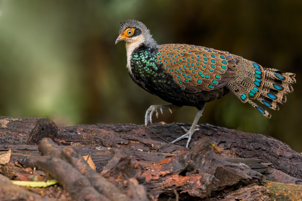 Borneo Tavus Sülünü - ML613042675