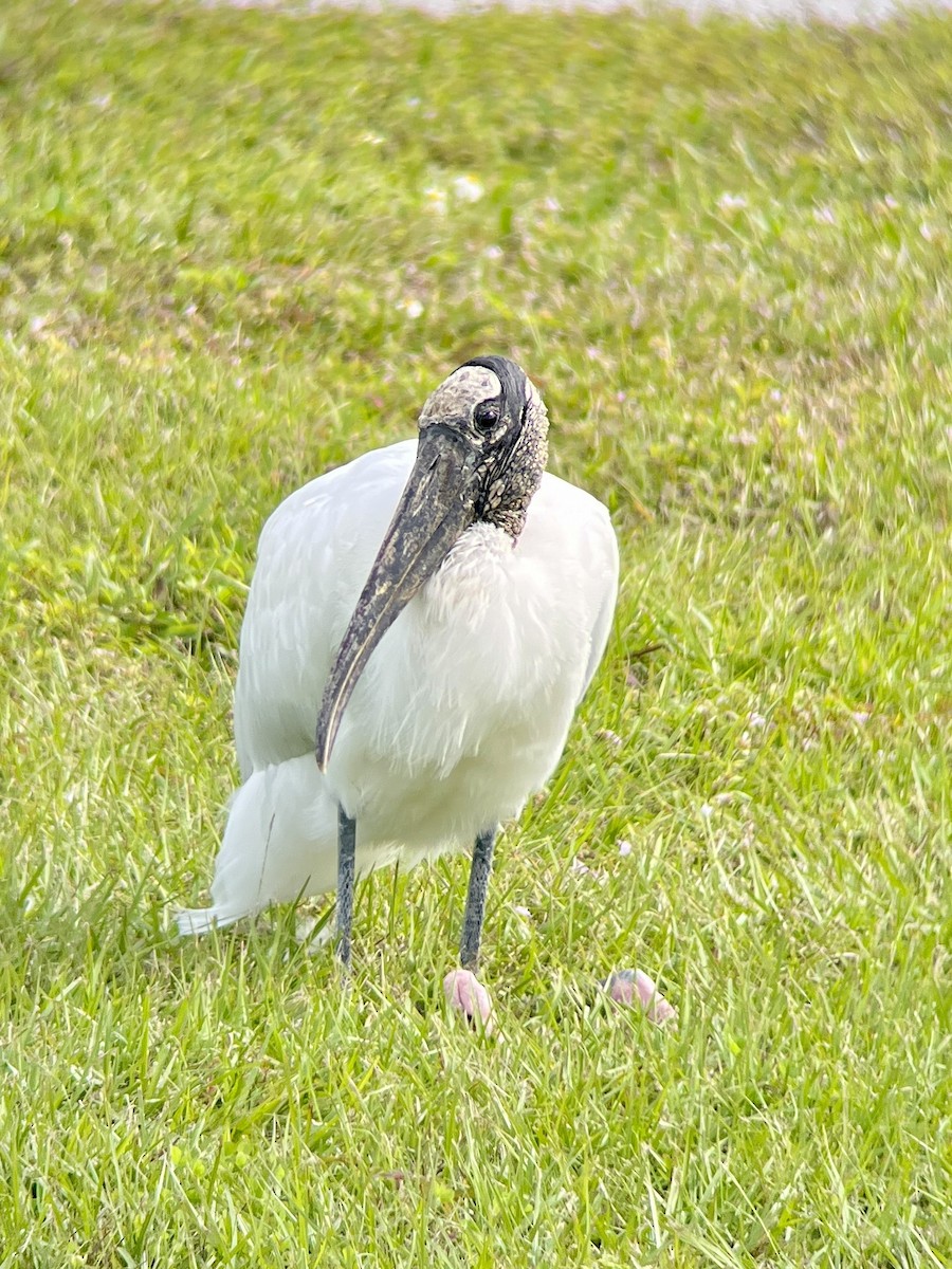 Wood Stork - ML613042711