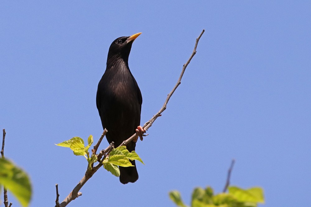 Spotless Starling - ML613042746