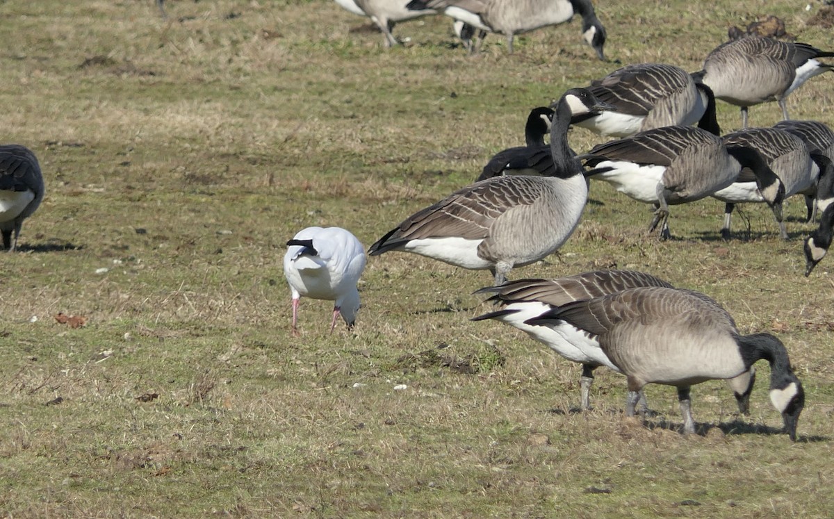 Ross's Goose - ML613042818