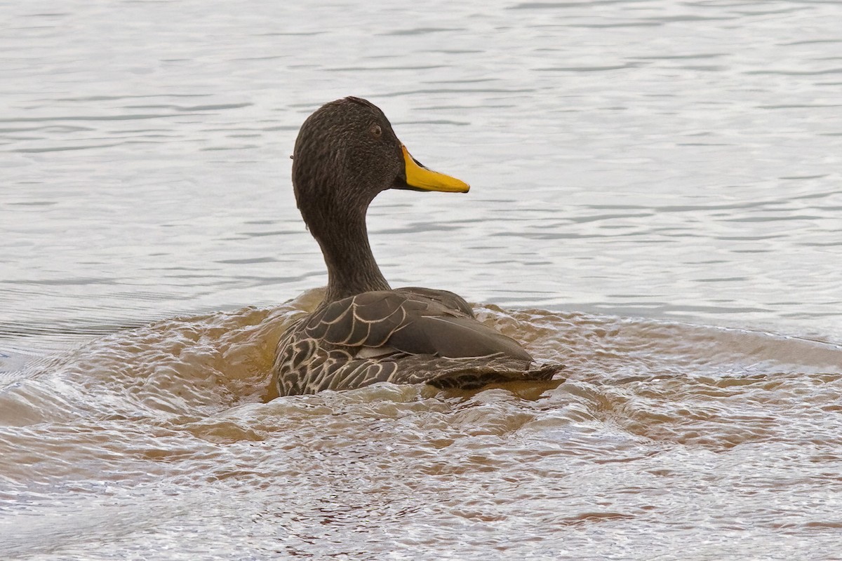 Yellow-billed Duck - ML613042878