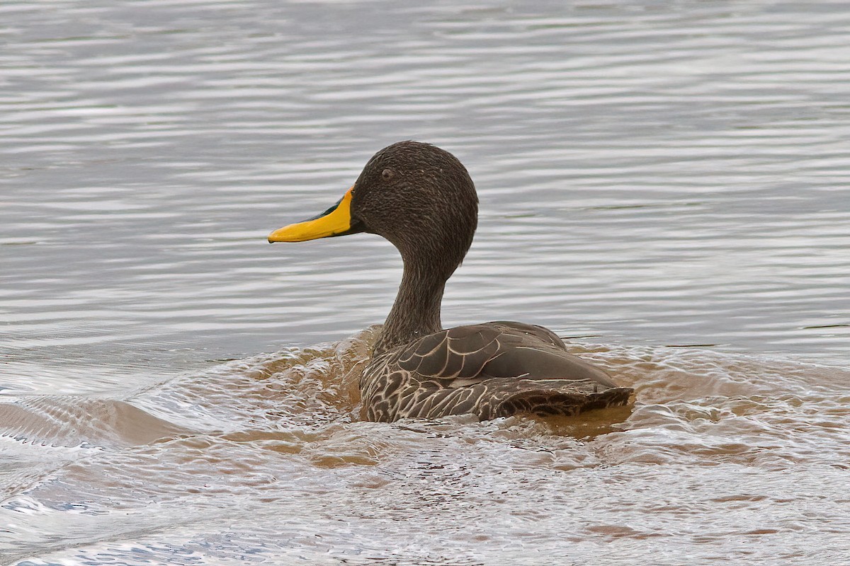 Canard à bec jaune - ML613042880