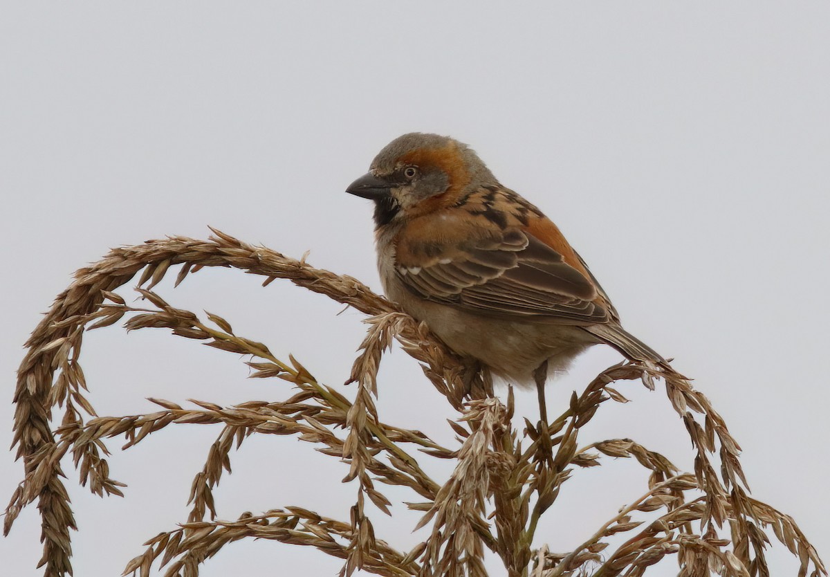 Kenya Rufous Sparrow - ML613042948