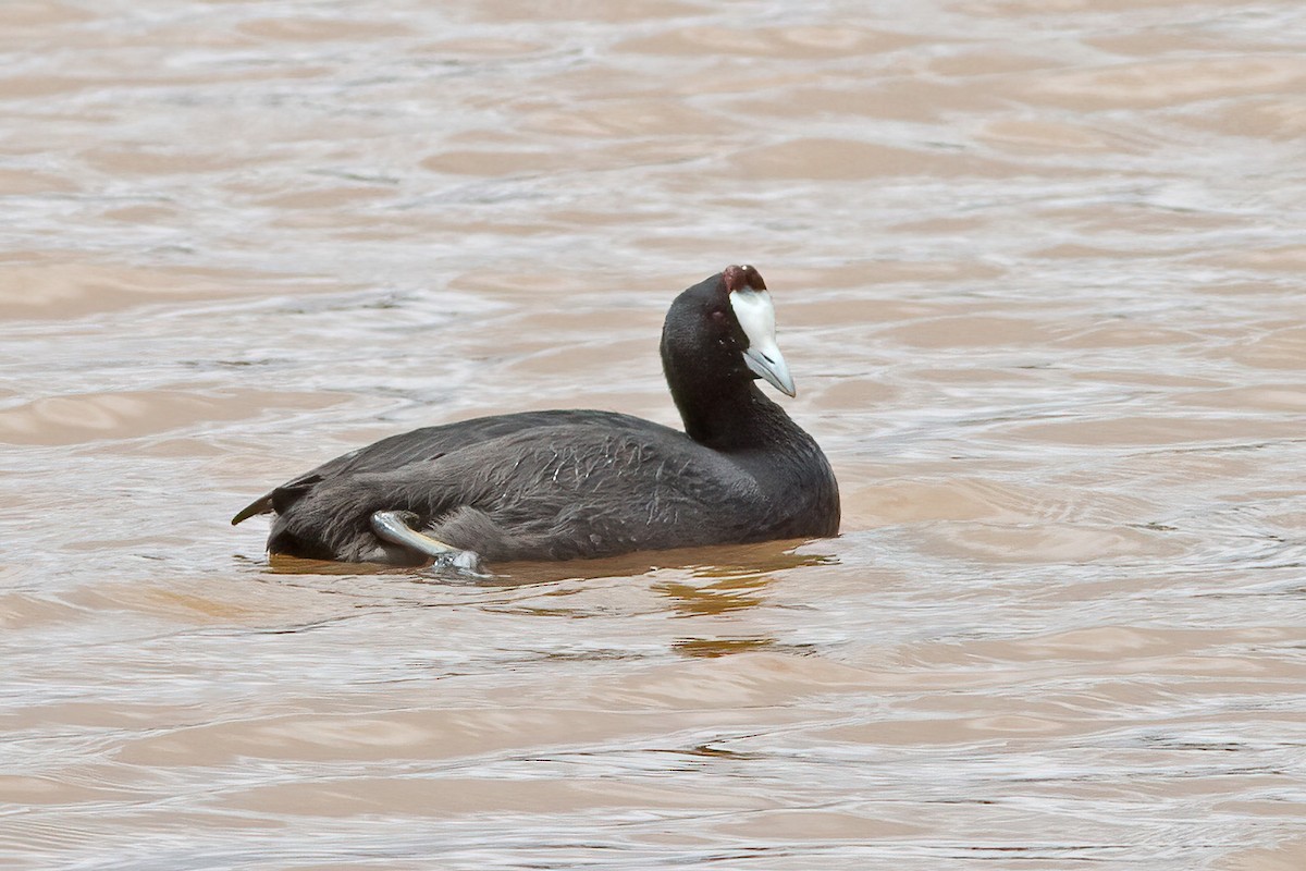 Red-knobbed Coot - ML613042966