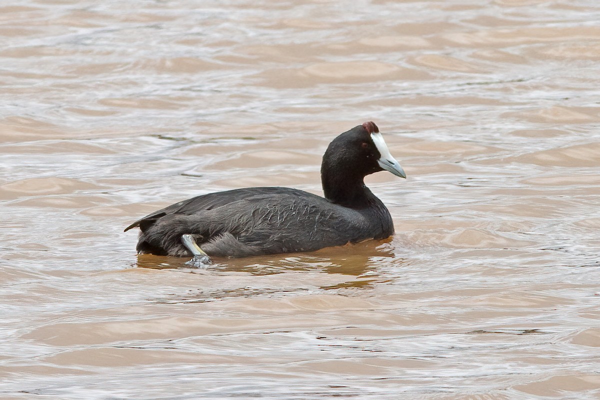 Red-knobbed Coot - Dave Curtis