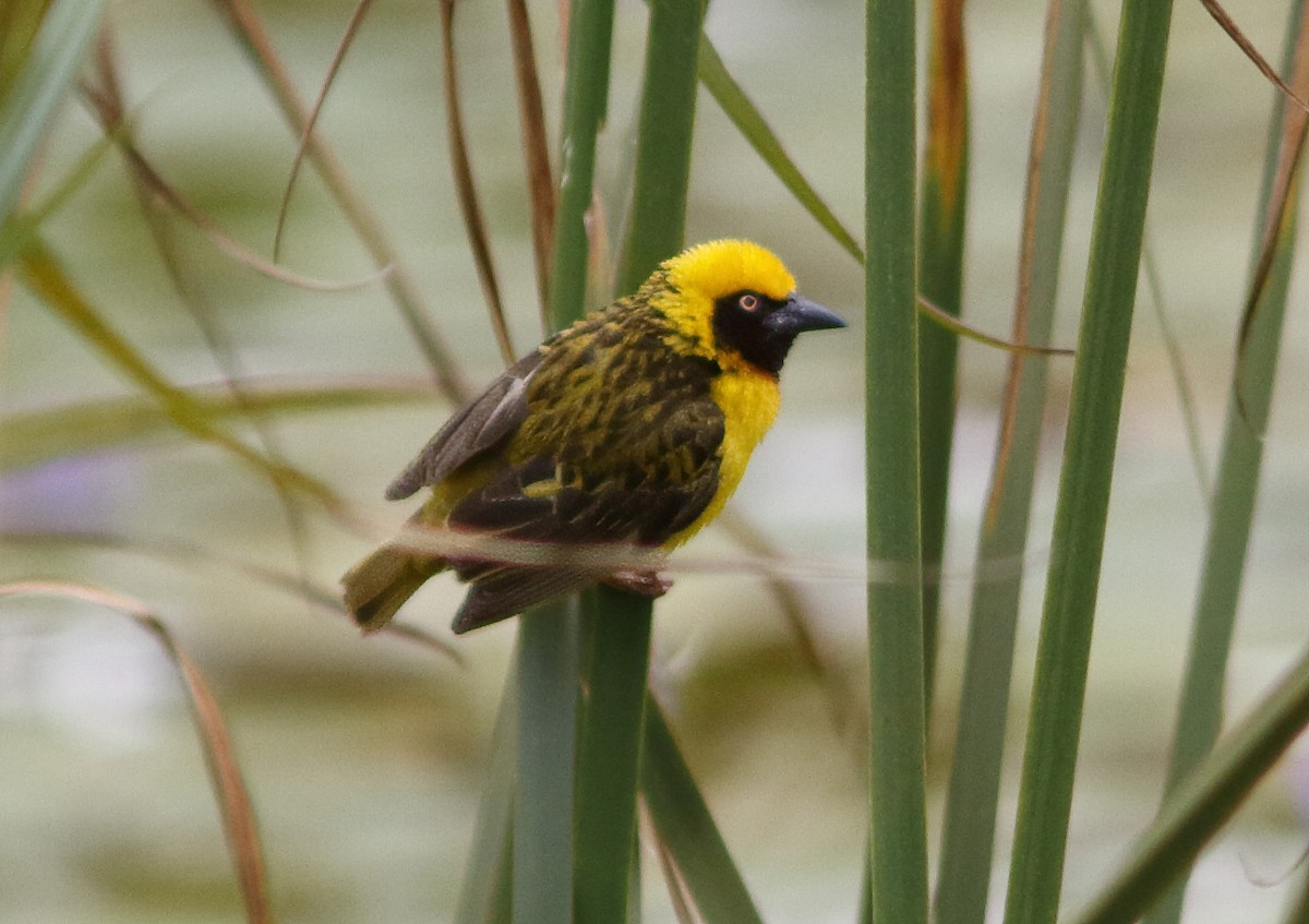 Speke's Weaver - ML613042990