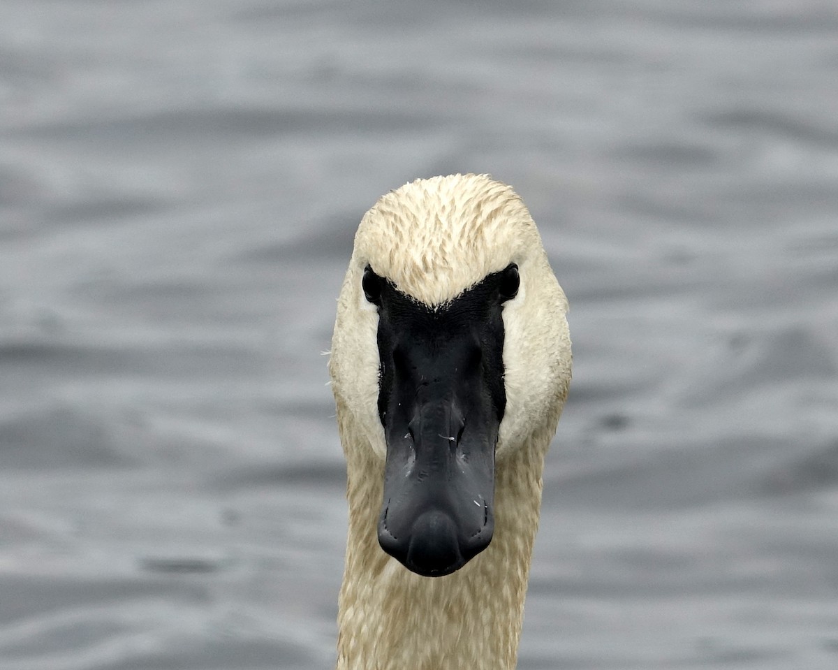 Trumpeter Swan - Michael DeWispelaere