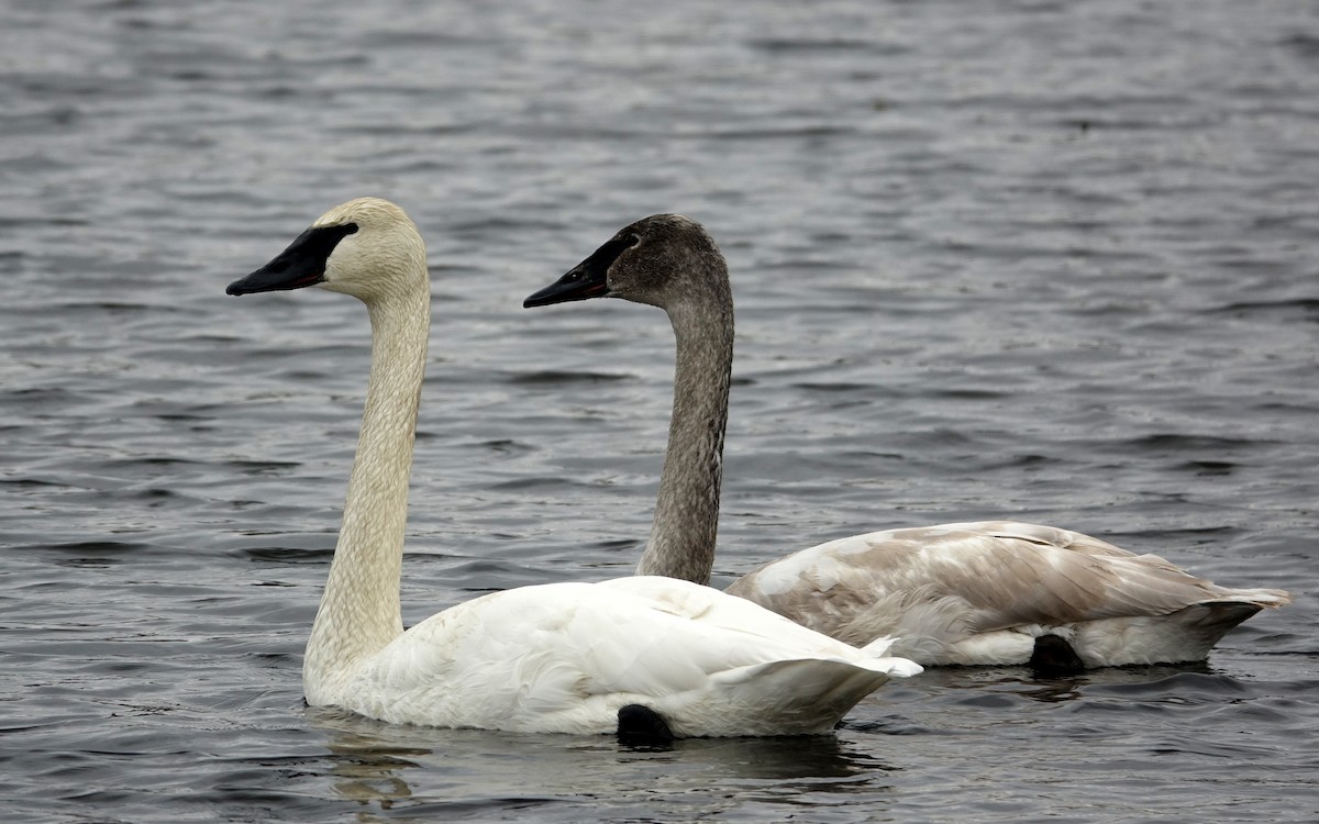 Trumpeter Swan - ML613043004