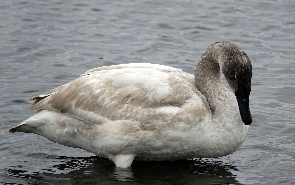 Trumpeter Swan - Michael DeWispelaere