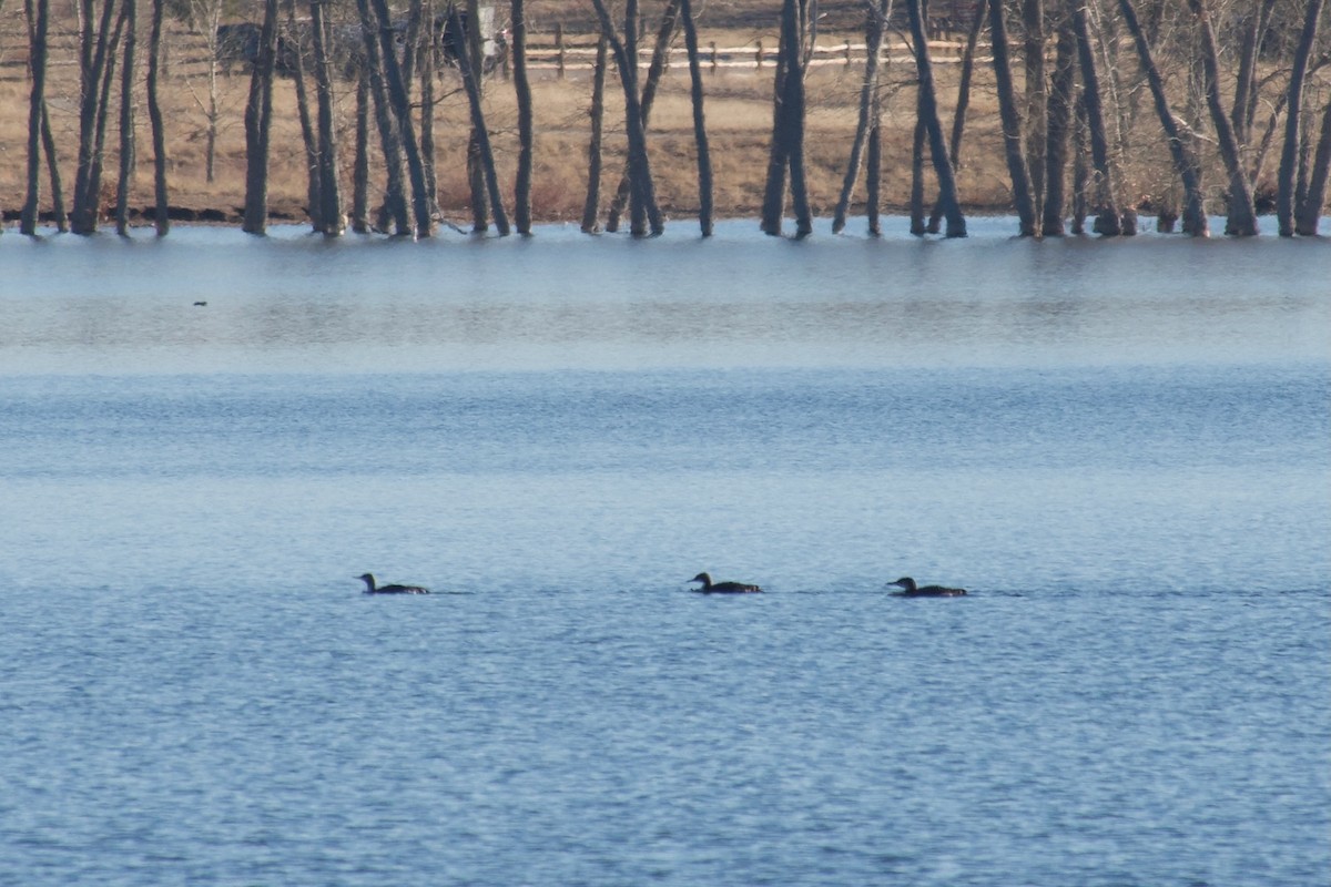 Red-throated Loon - ML613043016