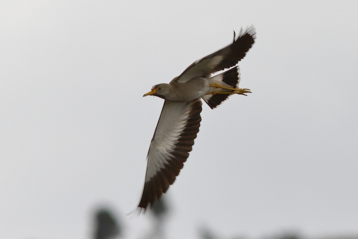 Wattled Lapwing - ML613043025