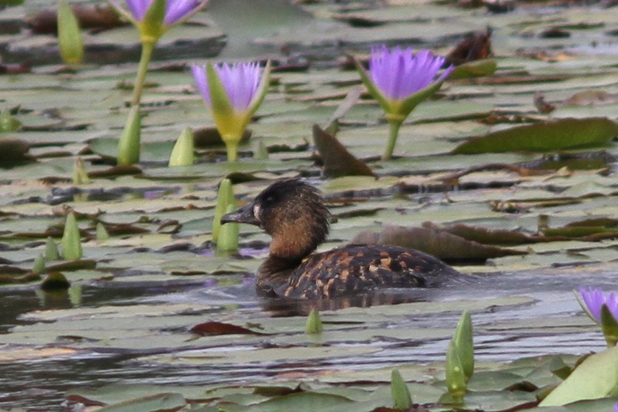 White-backed Duck - ML613043045