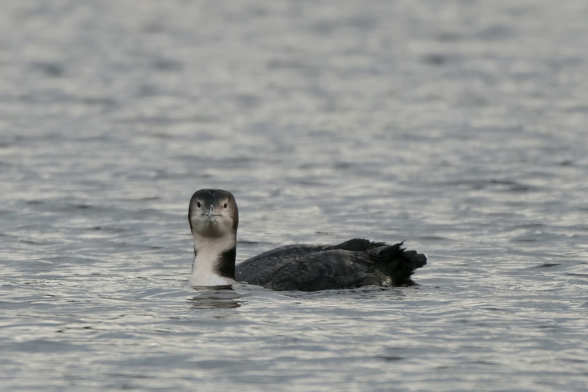 Common Loon - ML613043059