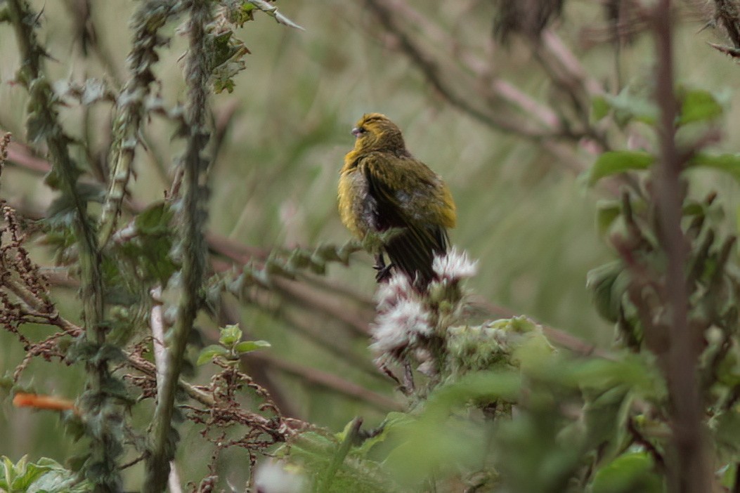 Yellow-crowned Canary - Dave Curtis