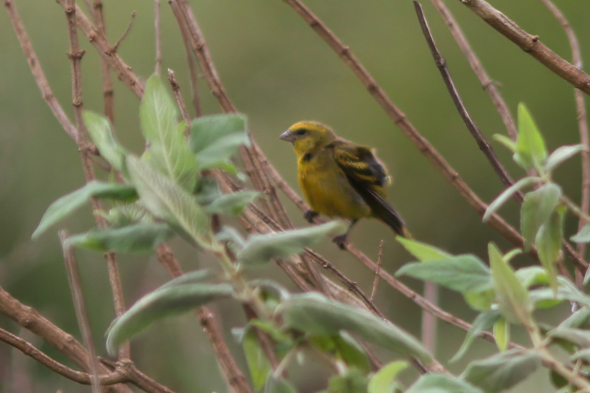 Yellow-crowned Canary - ML613043101
