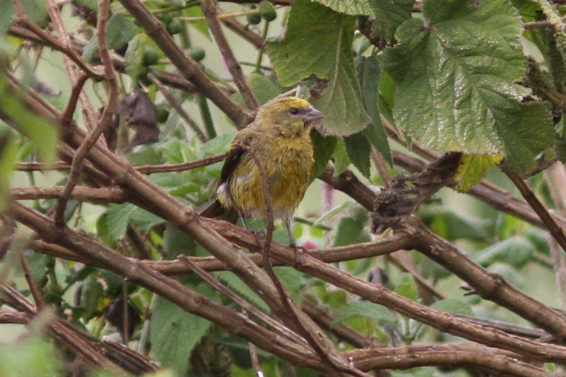 Yellow-crowned Canary - ML613043104