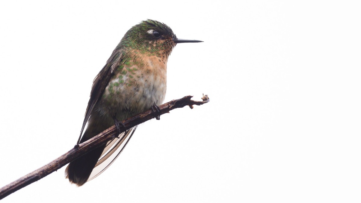 kolibřík dřišťálový - ML613043137