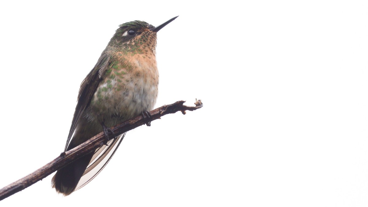 kolibřík dřišťálový - ML613043138