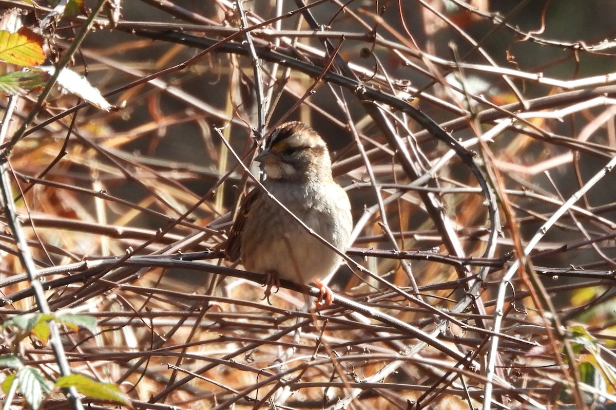 White-throated Sparrow - Mark DiGiovanni