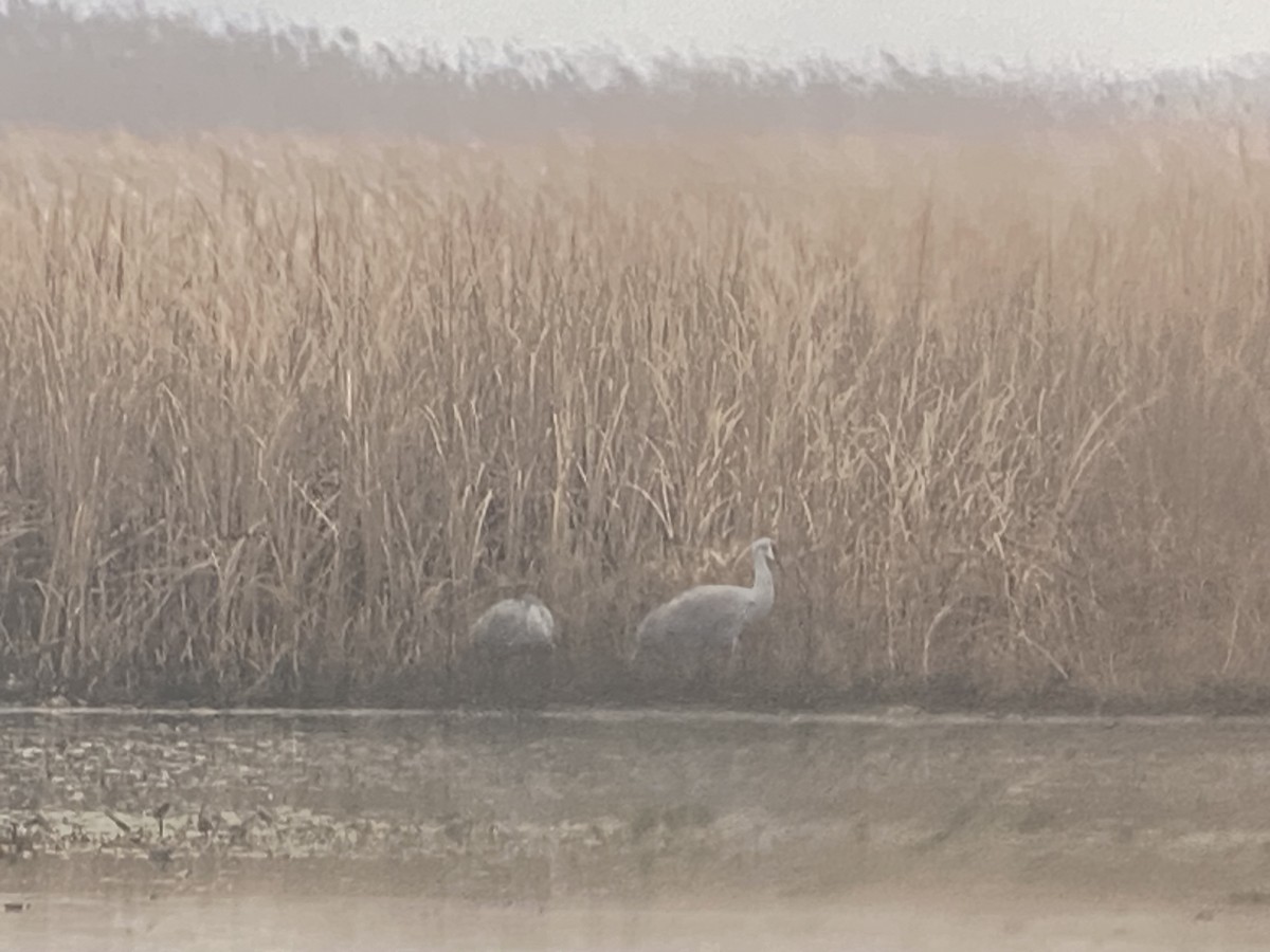 Sandhill Crane - Fred Grenier