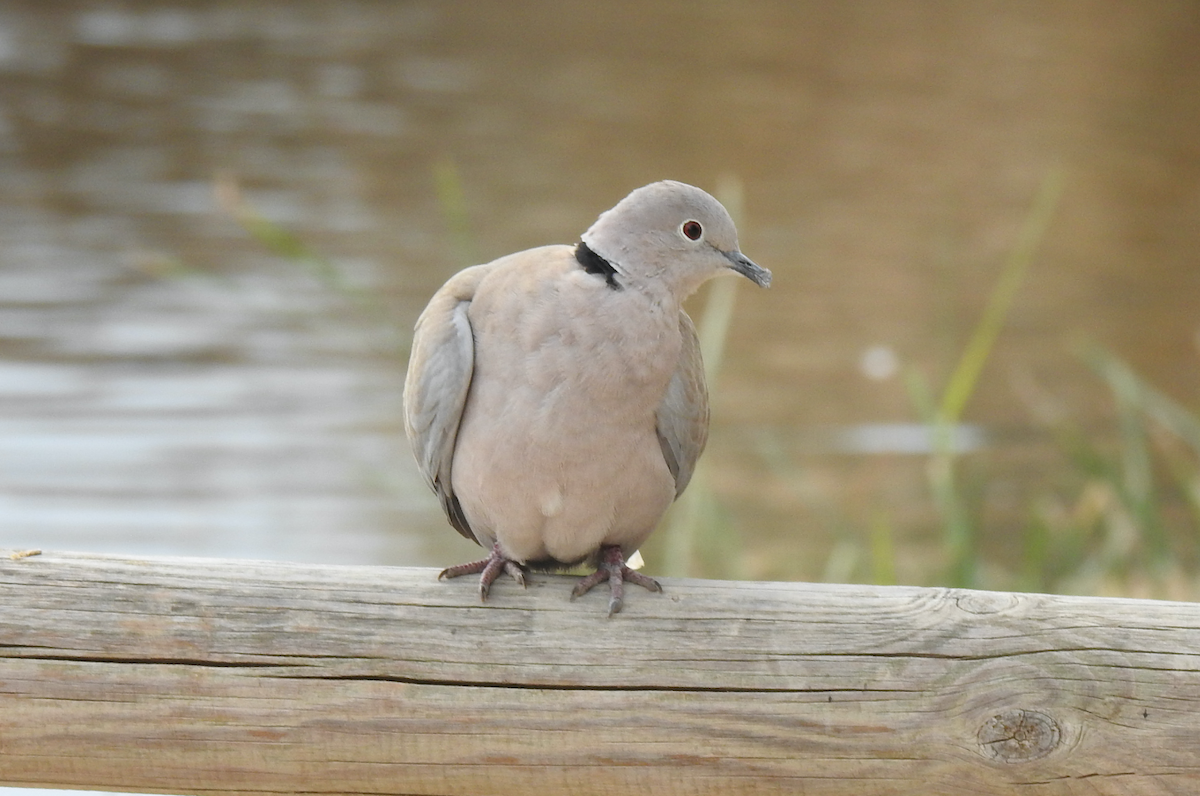 Eurasian Collared-Dove - ML613043353