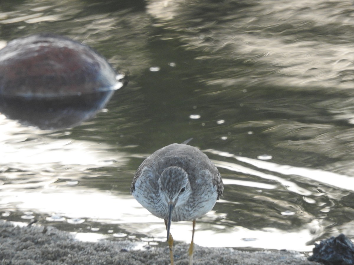 Greater Yellowlegs - ML613043379