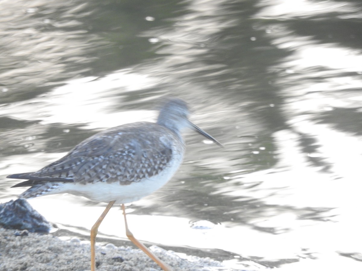 Greater Yellowlegs - ML613043380