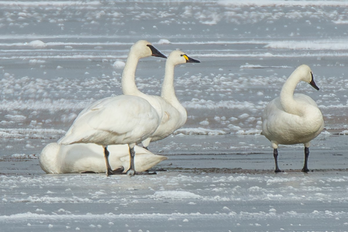 Tundra Swan - Joseph Runs Through