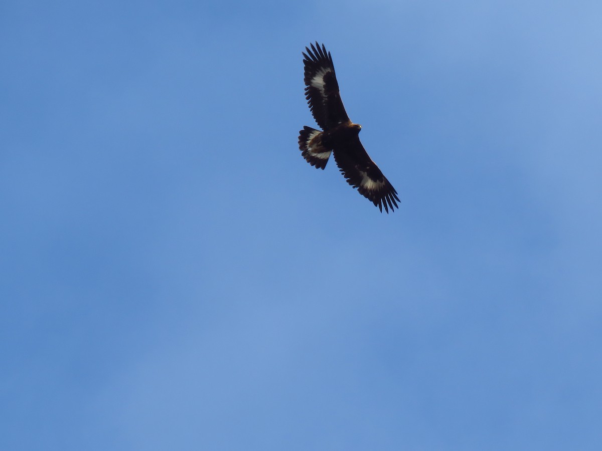 Golden Eagle - Chris Barrigar