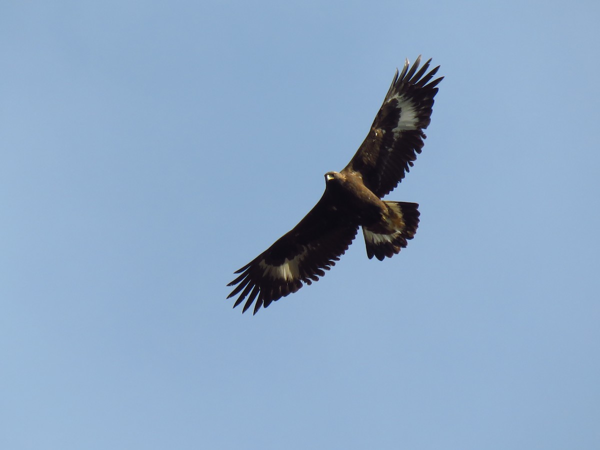 Golden Eagle - ML613043437